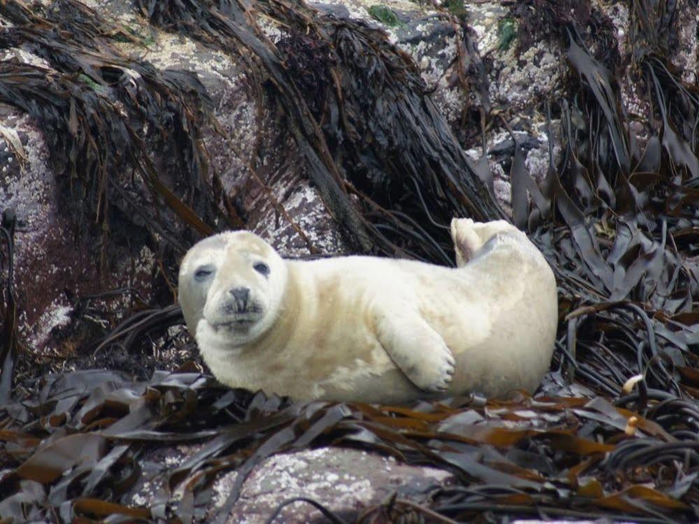 Farne Island Rooms Seahouses Zewnętrze zdjęcie