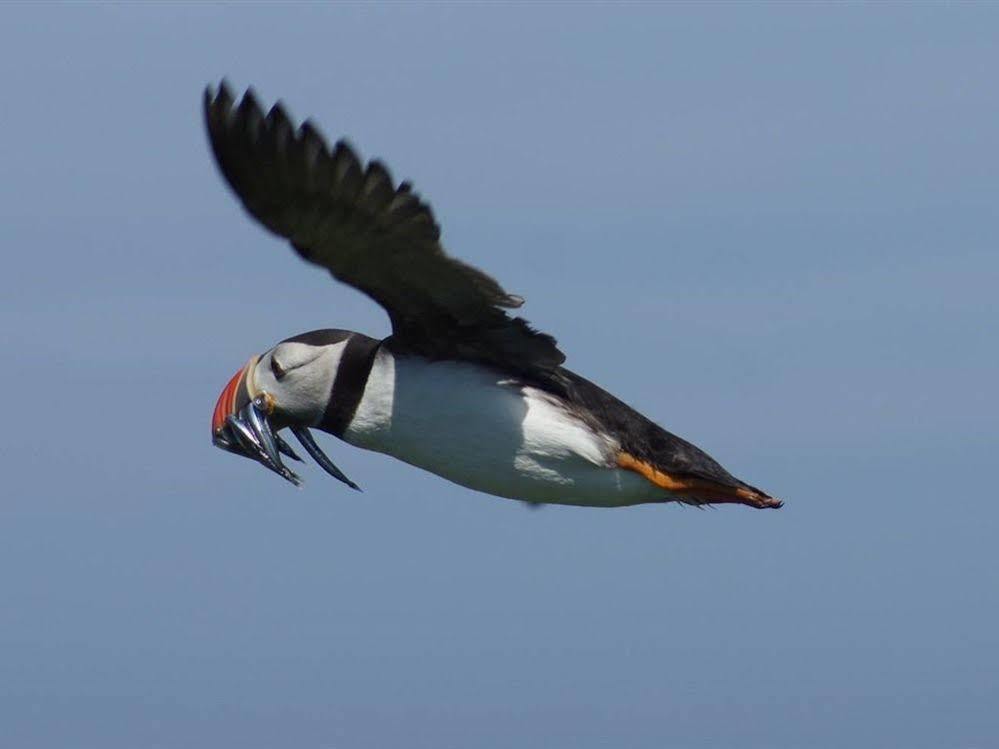 Farne Island Rooms Seahouses Zewnętrze zdjęcie